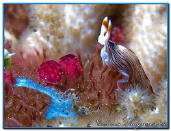 "Over The Top" - Flatworm (Prostheceraeus sp.) in Tulambe... by Marco Waagmeester 